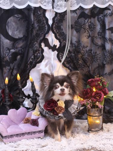 20231004チップくん